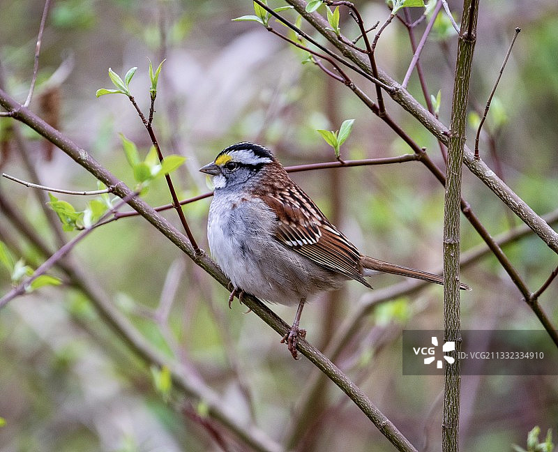 栖息在美国韦伯斯特塘树枝上的鸣麻雀特写图片素材