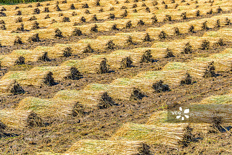 收割后堆满稻垛的大片稻田图片素材