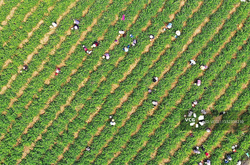 山东枣庄山亭区农民采摘金银花图片素材