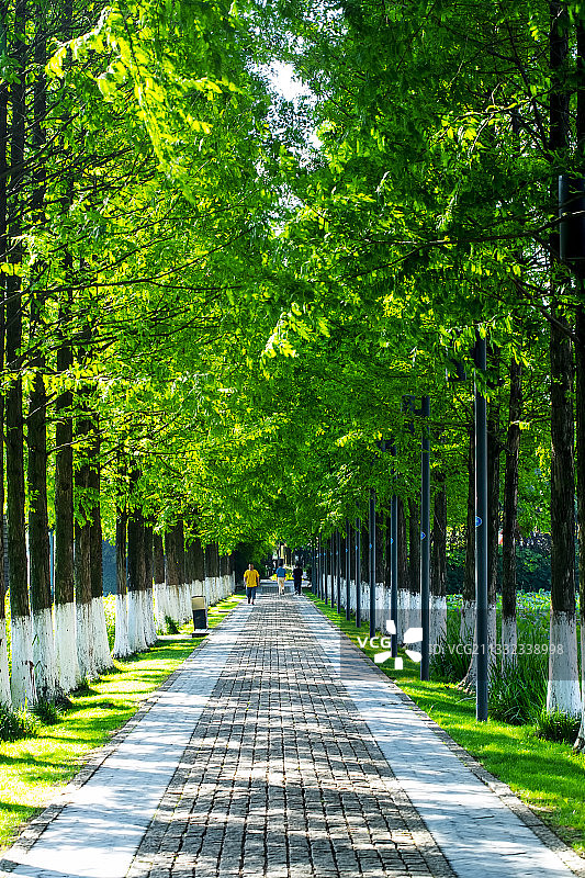 夏日林荫大道图片素材