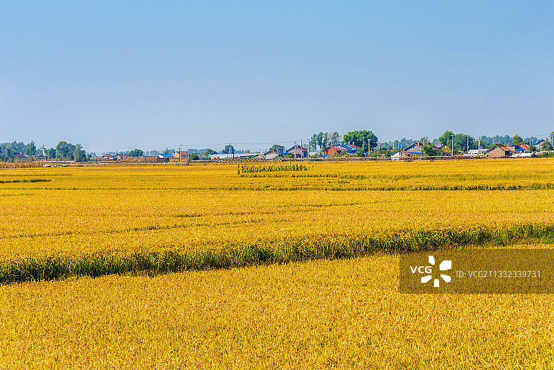 秋天成熟的稻田地图片素材