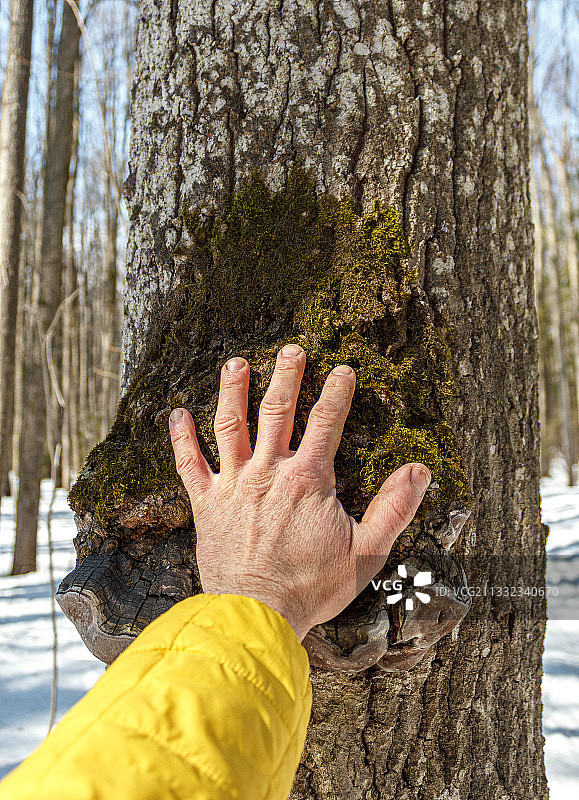冬季触摸树干的手图片素材