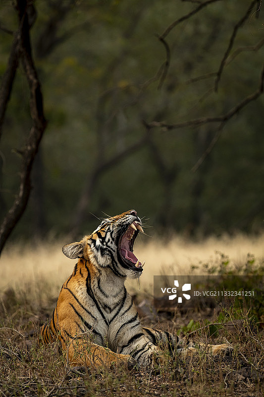 老虎坐在森林草地上的侧视图，印度拉贾斯坦邦伦滕博尔国家公园图片素材