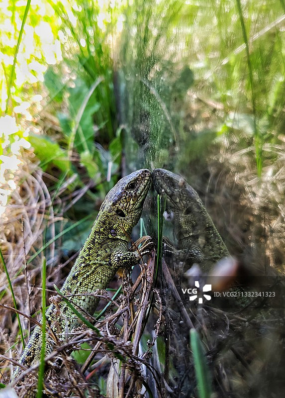 植物上的变色龙特写图片素材