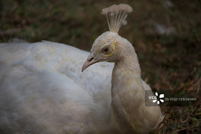 白色孔雀特写图片素材