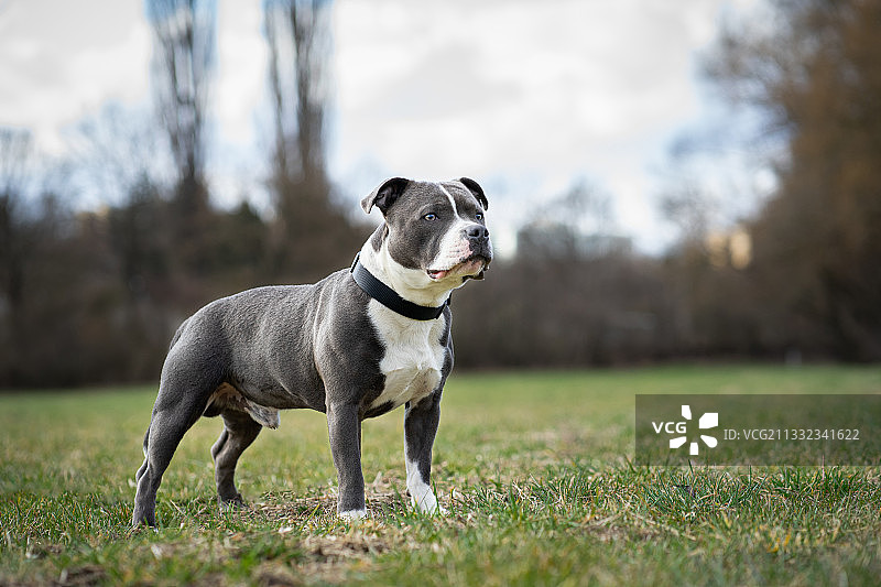 站在田野里的斯塔福郡斗牛梗犬肖像，捷克共和国图片素材