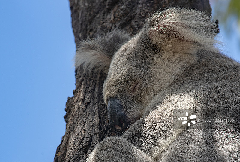 树干上睡觉的考拉特写图片素材