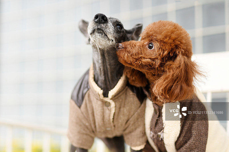 穿衣服的贵宾犬和雪纳瑞犬图片素材