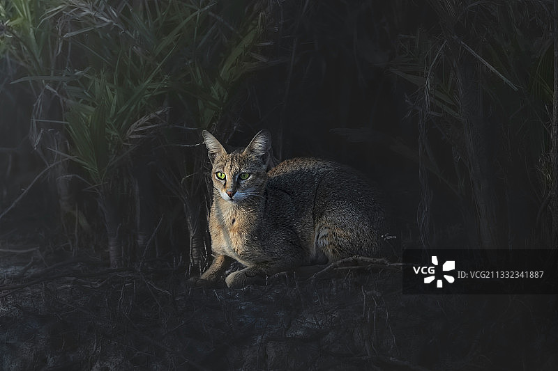 印度孙德尔本斯国家公园田野上的猫咪肖像图片素材