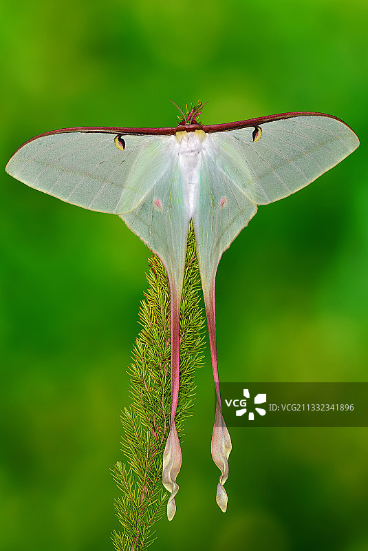 蜻蜓在植物上的特写图片素材