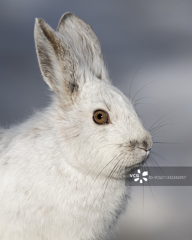 近距离拍摄：加拿大安大略省渥太华的兔子图片素材