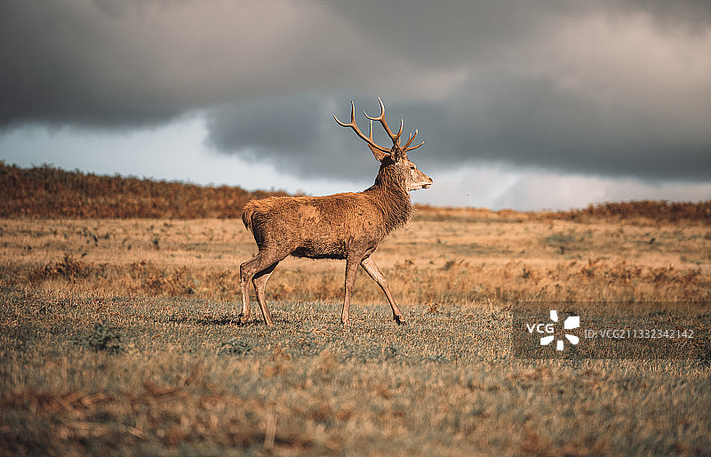 英国布拉德盖特公园多云天空下的红鹿侧视图图片素材