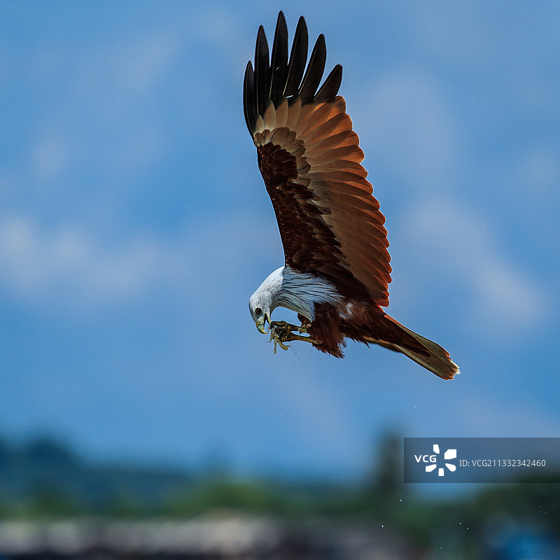 飞翔的老鹰特写图片素材