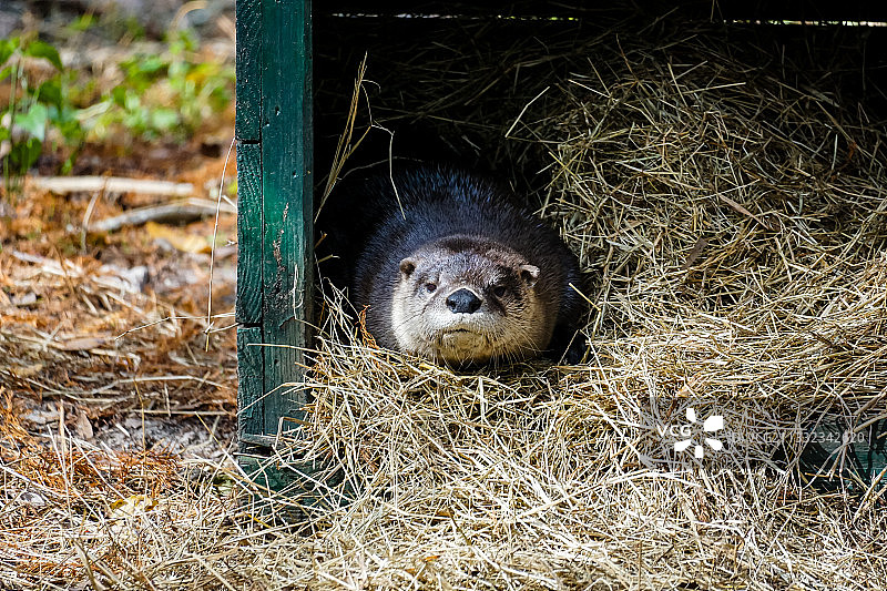 笼子里的猪的俯视照片图片素材