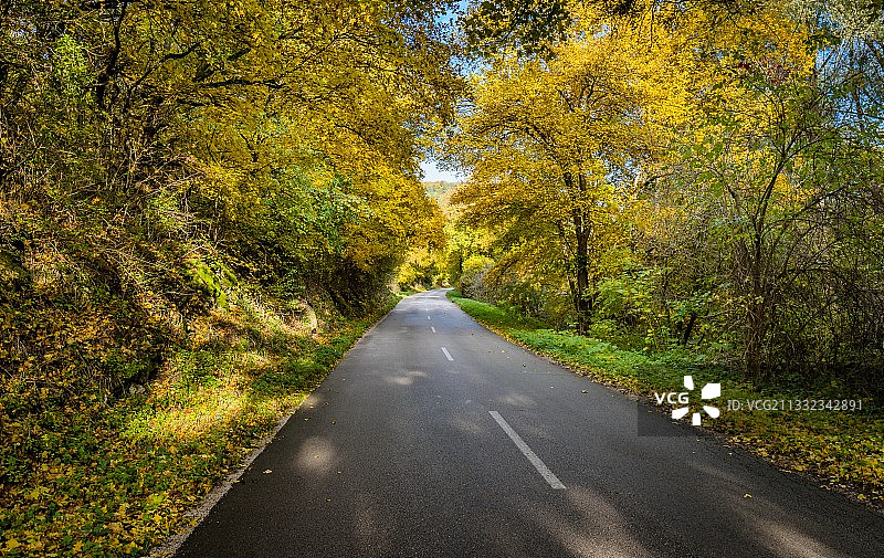秋季森林中树木间的空旷道路图片素材