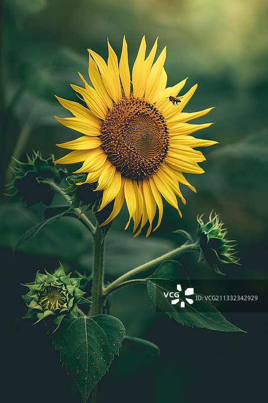 泰国华富里的田野向日葵特写图片素材