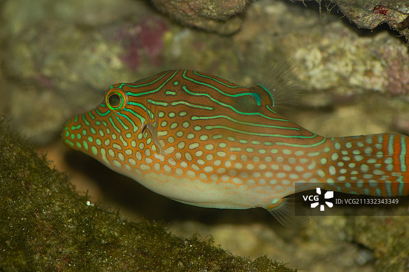 热带河豚鱼在海中游泳特写图片素材