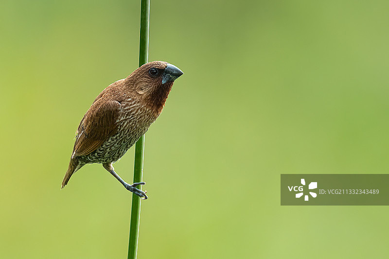 鸟栖息在植物上的特写，泰国清迈图片素材