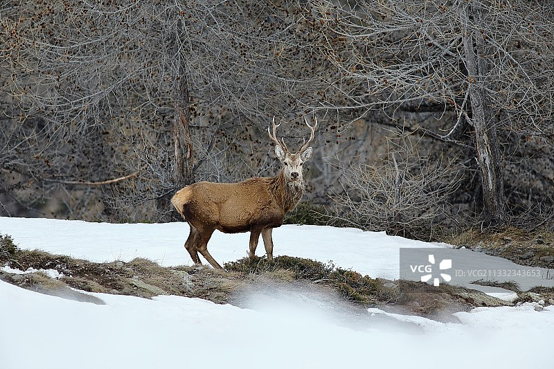森林里的幼鹿图片素材