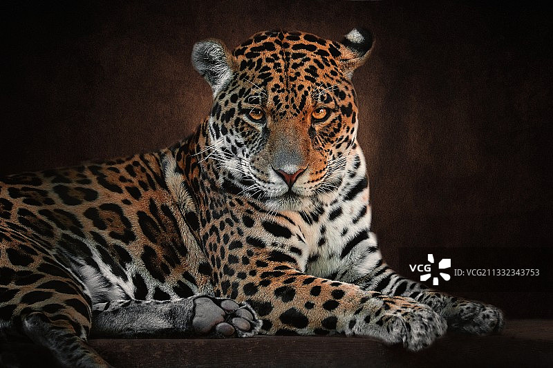 豹子肖像图片素材