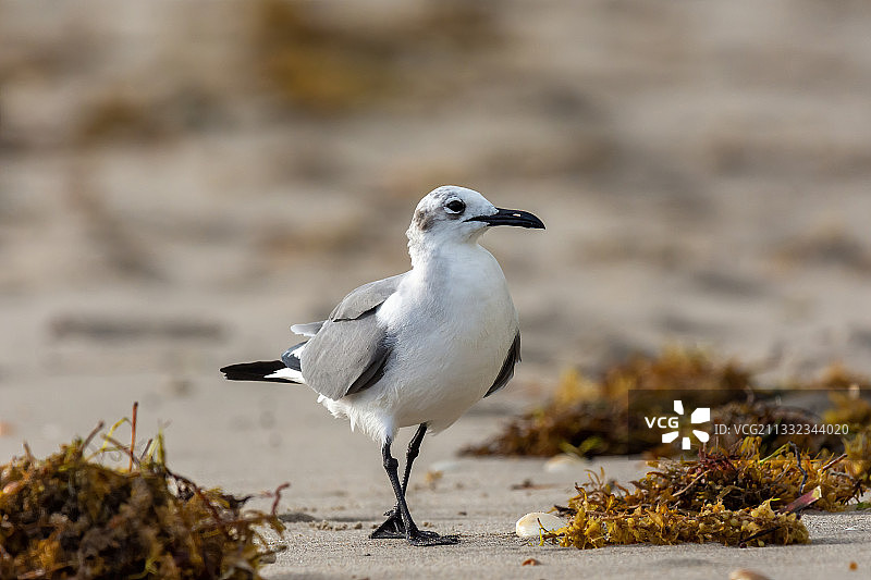 岸边栖息的海鸥特写图片素材