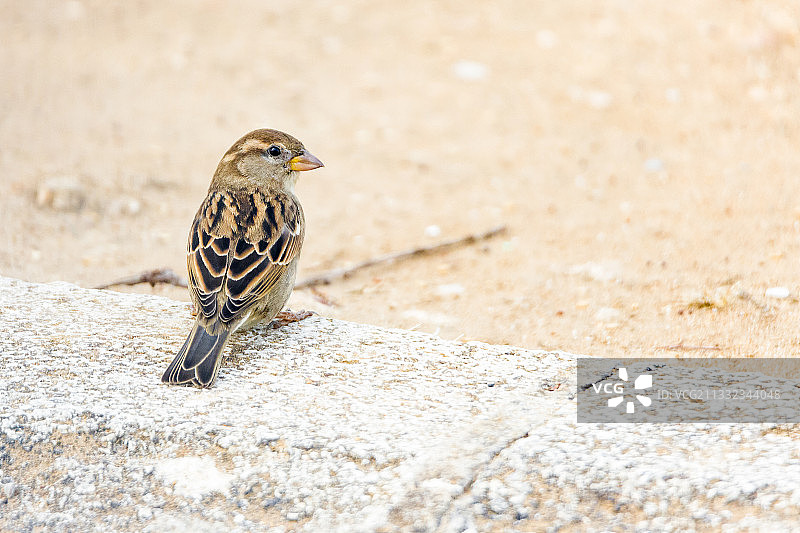 近距离拍摄栖息在沙地上的歌带鹀图片素材