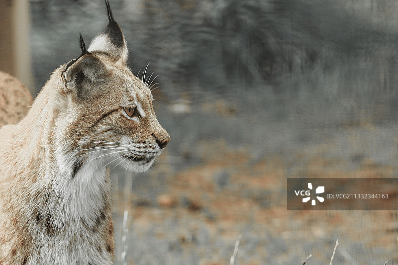 猫的特写看着别处图片素材