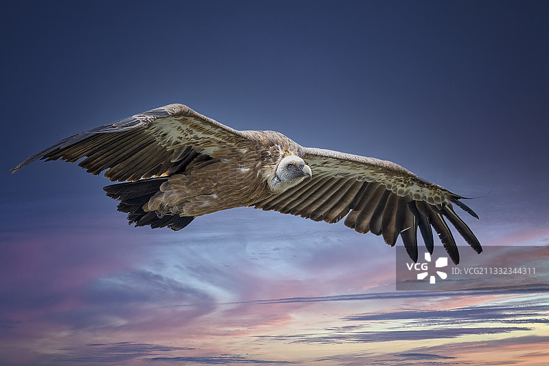 日落时分雄鹰翱翔于法国韦尔东峡谷上空的低角度视图图片素材