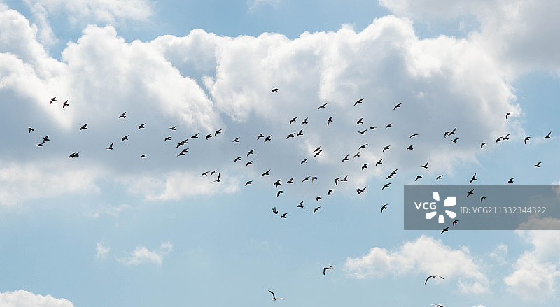 一群鸽子在有淡淡云彩的蓝天上飞翔图片素材