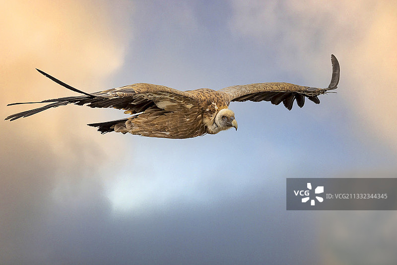 天空背景下飞翔的老鹰低角度拍摄，法国韦尔东峡谷图片素材