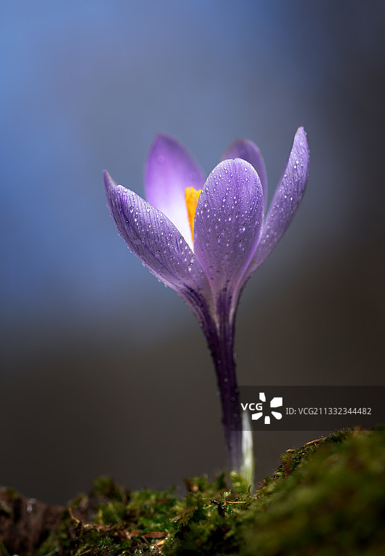 潮湿的紫色番红花特写，意大利托斯卡纳图片素材