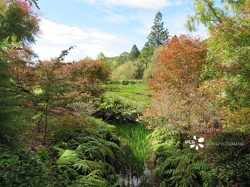 秋季森林中的树木图片素材