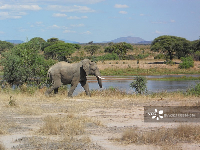 非洲象在原野上行走的侧视图图片素材