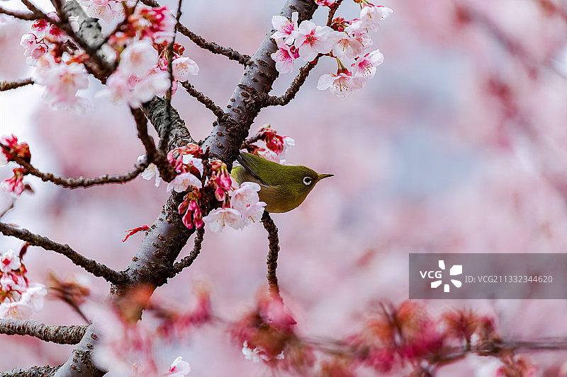 特写的粉红色樱花在春天图片素材
