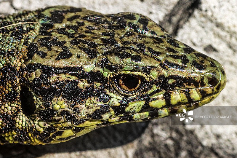 蜥蜴特写图片素材