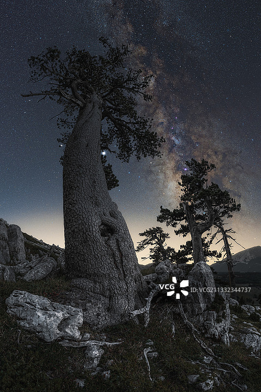 意大利波坦察省泰拉诺瓦迪波利诺：夜空下的树木仰视图片素材