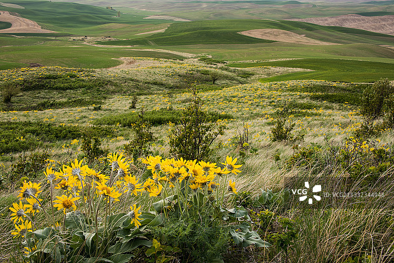 美国斯泰普托比尤特州立公园，田野上黄色植物的景色图片素材