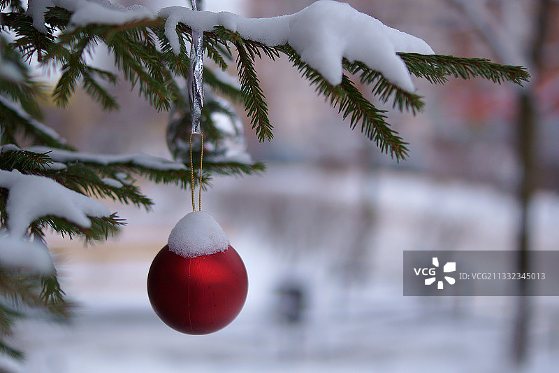 冬季圣诞树特写图片素材