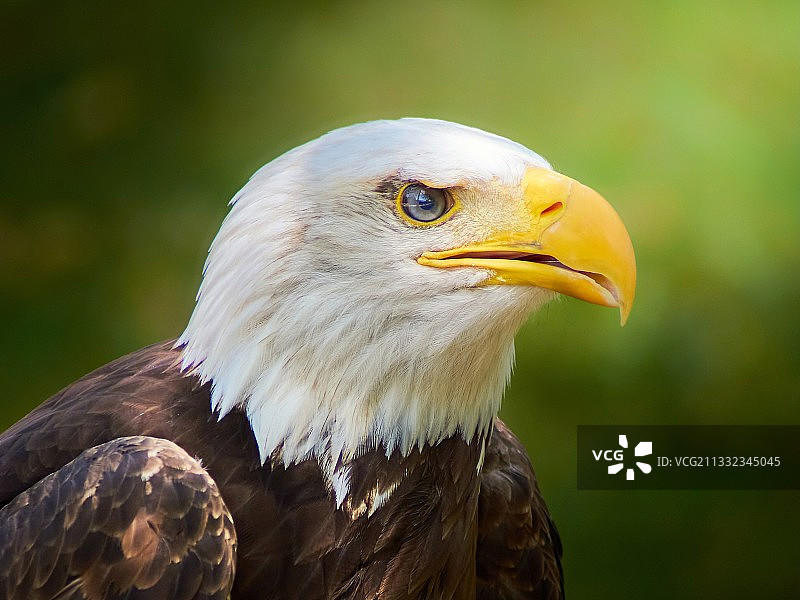 秃鹰特写图片素材