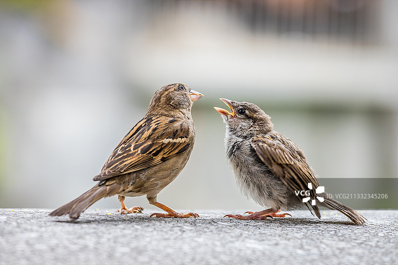 斯洛文尼亚Po Ljubljanici：栖息在挡土墙上的鸟类特写图片素材
