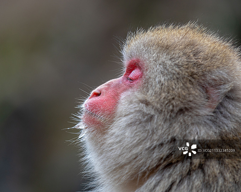 日本猕猴侧面特写，日本平尾图片素材