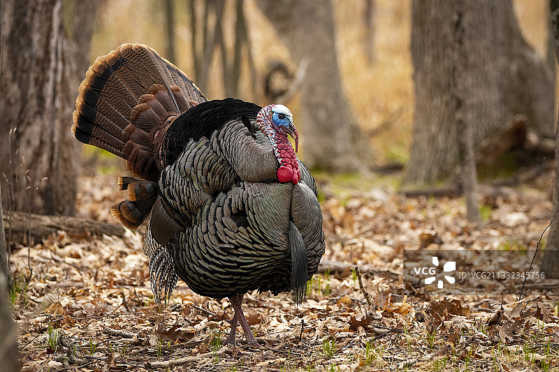 栖息在田野上的孔雀特写图片素材
