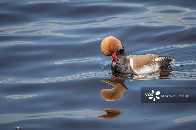 德国基姆湖畔贝瑙，湖中游泳的鸭子特写图片素材