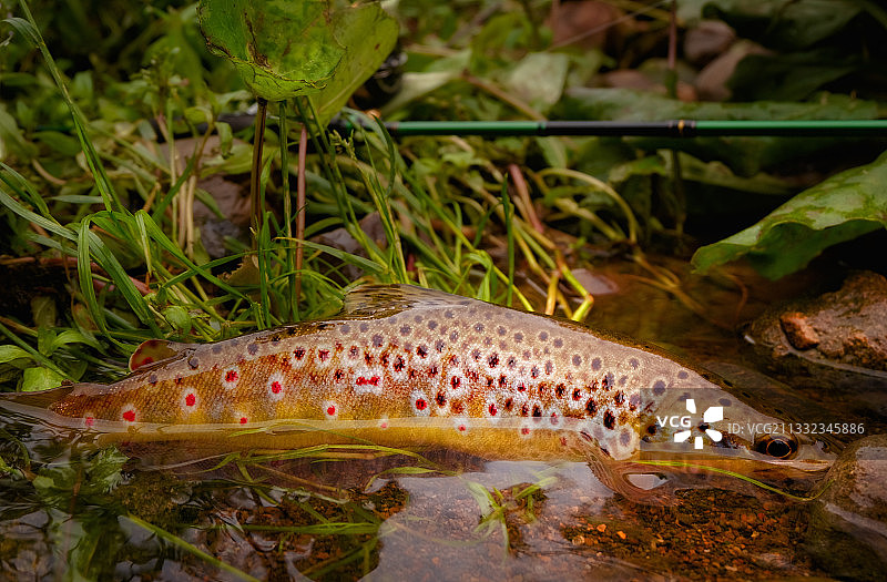 棕色鳟鱼特写，爱尔兰图片素材