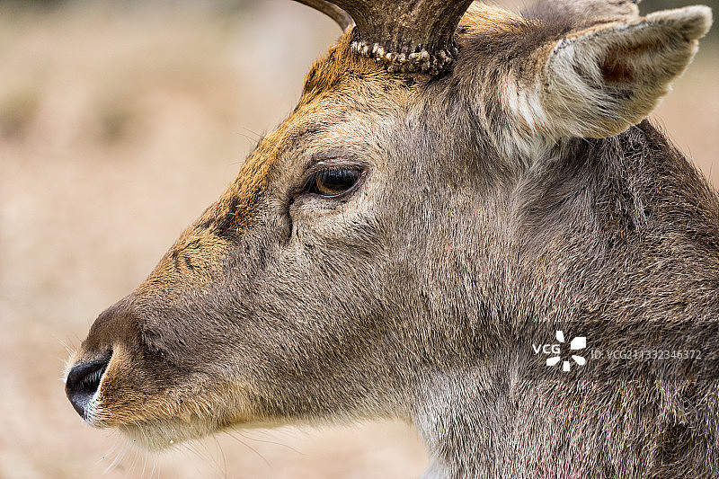鹿的特写图片素材