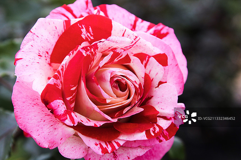 粉红玫瑰特写，圣地亚哥，加利福尼亚州，美国图片素材