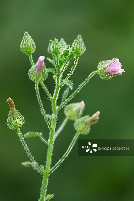 特写的粉红色开花植物图片素材
