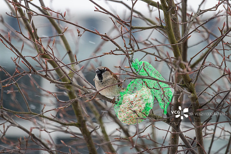 低角度视角下栖息在树上的鸣禽图片素材