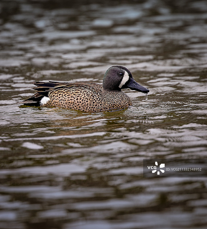 在水中游泳的绿头母鸭，加拿大马尼托巴温尼伯图片素材