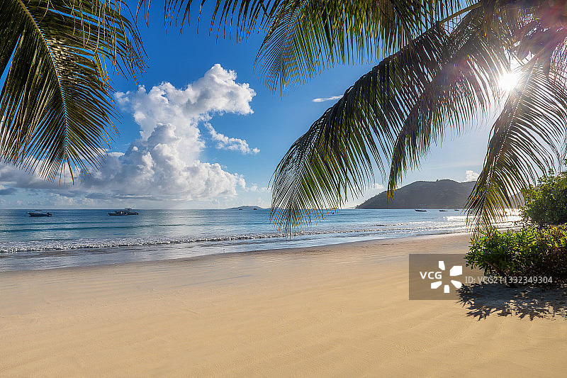 海滩棕榈树风光图片素材